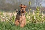 WELSH TERRIER 103
